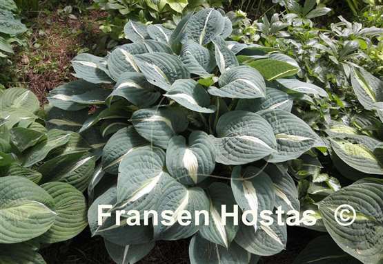 Hosta Pin-Up